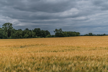 Obraz premium Kornfeld in Christinenfeld