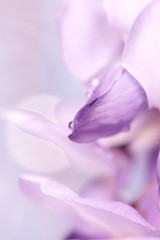 macro of purple flower