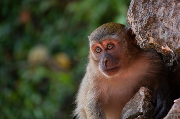 Naklejka premium portrait of a monkey