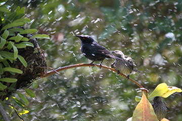 bird on a branch