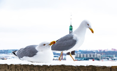 Two perched seagulls against the sky. Wild sea birds in the city