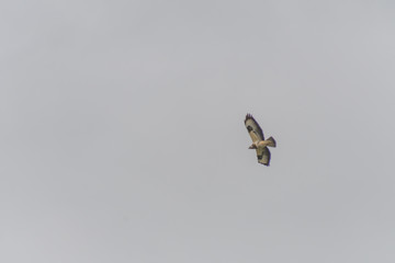 Fototapeta premium Greifvogel über Boltenhagen