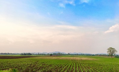 Agricultural Landscapes Of corn sprout field  Is springing in the summer to wait for rain against clear blue sky