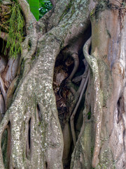 The amazing and intricate beauty of a ficus altissima - council tree- trunk and bark. Captured at the Andean mountains of southern Colombia.