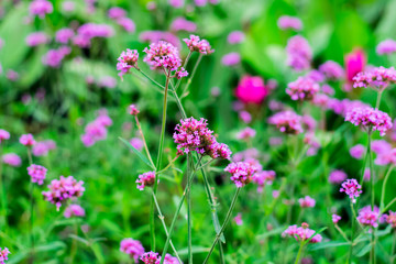 Violet verbena flowers