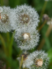 close-up of a flower, dandelion