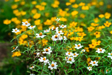 Spanish needle flowers in the garden