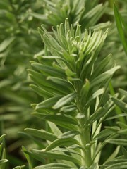 Obraz premium Fleurs/Plantes