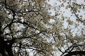 the magnoly flowers