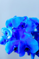Blue beaty orchid on a cold background