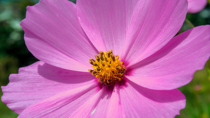 Macro photography of the garden cosmos flower. Captured at midday in the Andean mountains of central Colombia.
