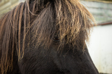 Closeup portrait of a black beautiful icelandic horse standing in a stall. Amazing white hair, mane and clever eyes of small cute icelandic horses, Iceland. Countryside, farms, animals, wild horses.