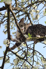 a climbing cat