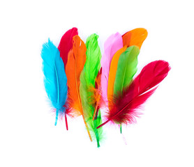 exotic multicolored bird feathers isolated on white background