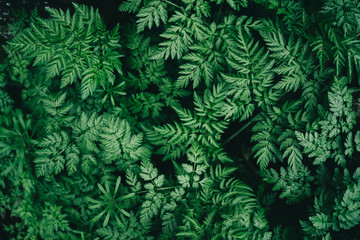 Fototapeta na wymiar colorful juicy background with green leaves like fern leaves