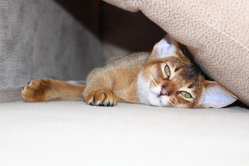 Abyssinian kitten from Aby cats Family