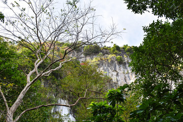 A view of a rock formation's cliff from the forest. In El Nido, Palawan, Philippines.