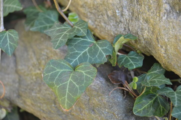 Ivy vines with pine needles.