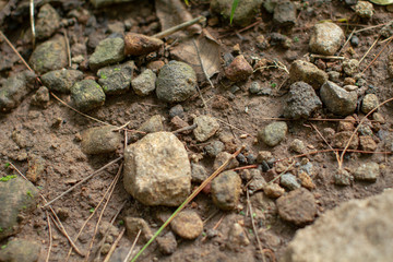 Dirt gravel on a footpath in the forest