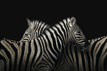 True zebra love  © Elianne