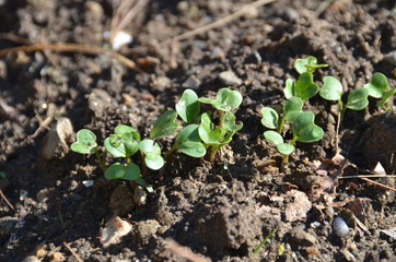 Young radishes growing in the garden.