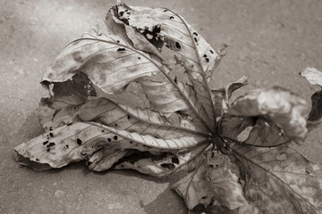 Fallen dry leaf texture in a sepia tone
