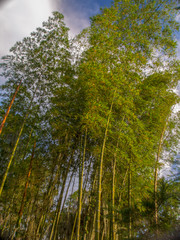 Plantation of guadua illuminated by the sunset in the mountains of the central Colombian Andes.