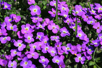 Fototapeta na wymiar Lilacbush, or purple rock cress flowers (Aubrieta deltoidea)