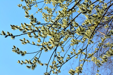 spring