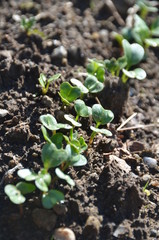 Young radishes growing in the garden.