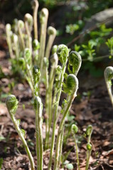 Ferns in the early spring.
