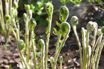 Ferns in the early spring.