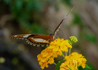 Beautiful butterfly on the flower help pollinate the plants