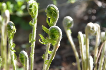 Ferns in the early spring.