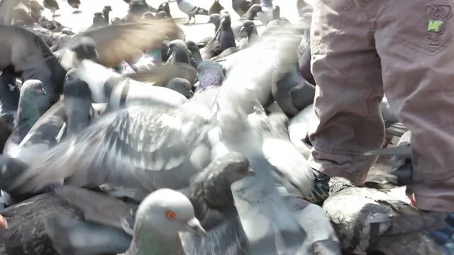 a small child feeding pigeons with hands in the town square