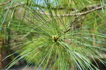 Beautiful pine branches.