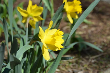 Daffodils are the most popular spring flowers.
