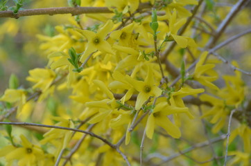 Forsythia bushes bloom in early spring and bear vibrant, yellow flowers.