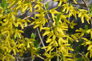 Forsythia bushes bloom in early spring and bear vibrant, yellow flowers.