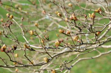 Tree branches in early spring.