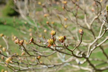 Tree branches in early spring.