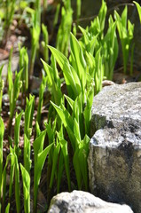 Lily of the valley in early spring