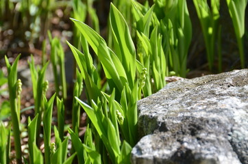 Lily of the valley in early spring.