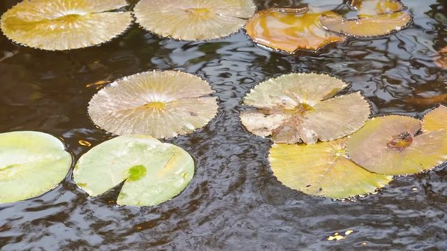 Lily pads above the surface of water. Water Nymphaea blanda in a pond. Tropical flowers background