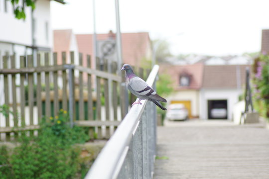 Taube am Gelender