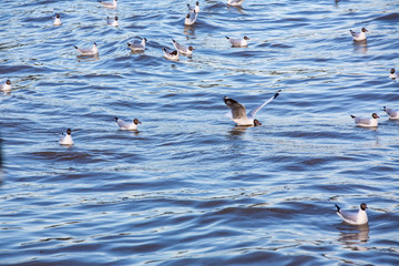 Seagulls floating and flying at sea, Bangpu, Samut Prakan, Province, Thailand, Larus brunnicephalus, Close up shot, Select focus, Birds photography travel
