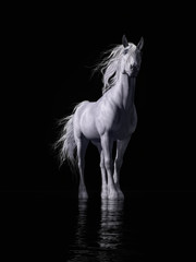 Fototapeta na wymiar On a black background, a horse with a white coat, mane and tail gazes at you with deep blue eyes. At it's feet a shallow pool of water reflects the whiteness of the horse in it's ripples. 3D Rendering