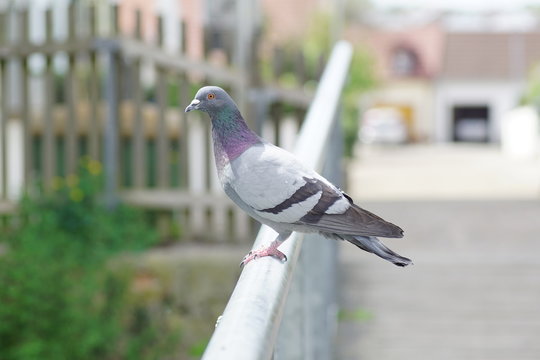 Taube am Gelender