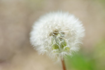 Löwenzahn Pusteblume in Detail