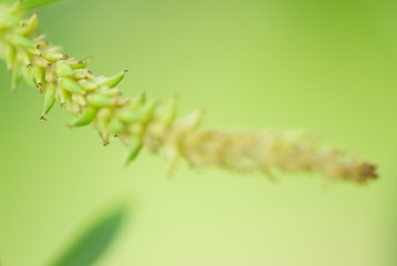 Frühling Baum Blume